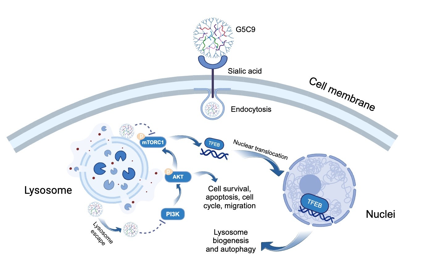 G5C9複合物通過胞吞作用進入細胞並殺死GBM細胞