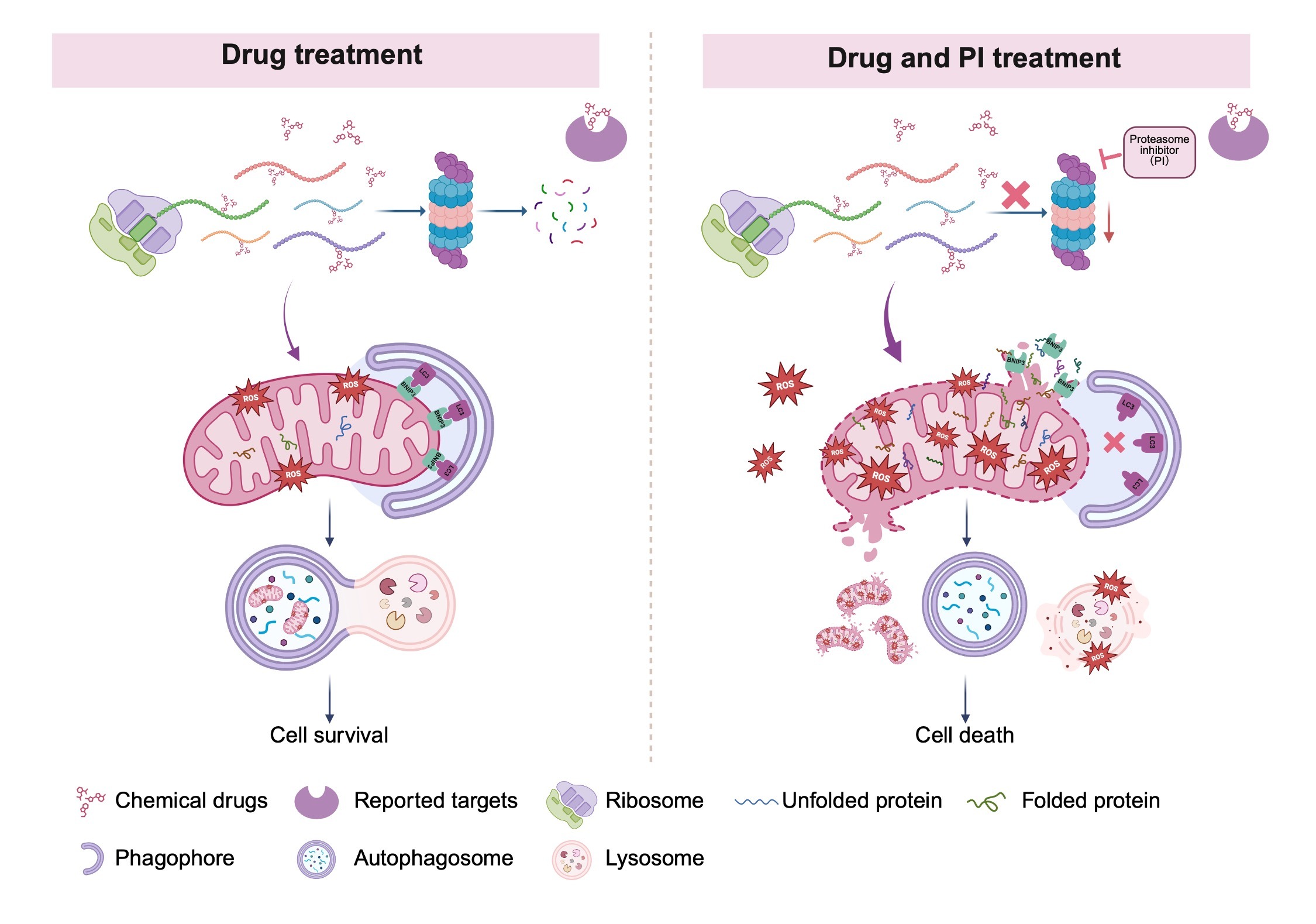 蛋白酶體抑制線粒體蛋白質輸入及促進ROS-BNIP3介導線粒體自噬