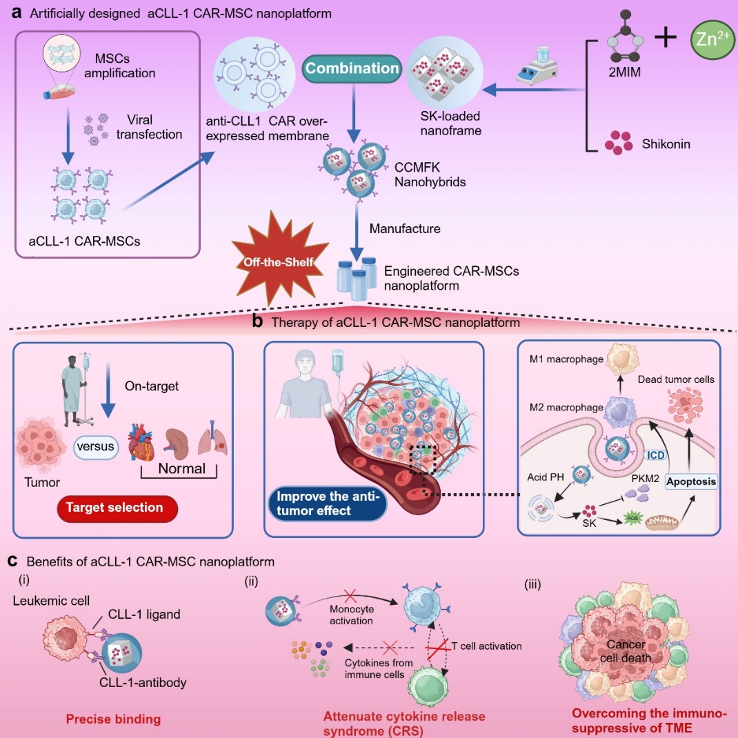 研究團隊研發的aCLL-1 CAR-MSC納米平台示意圖