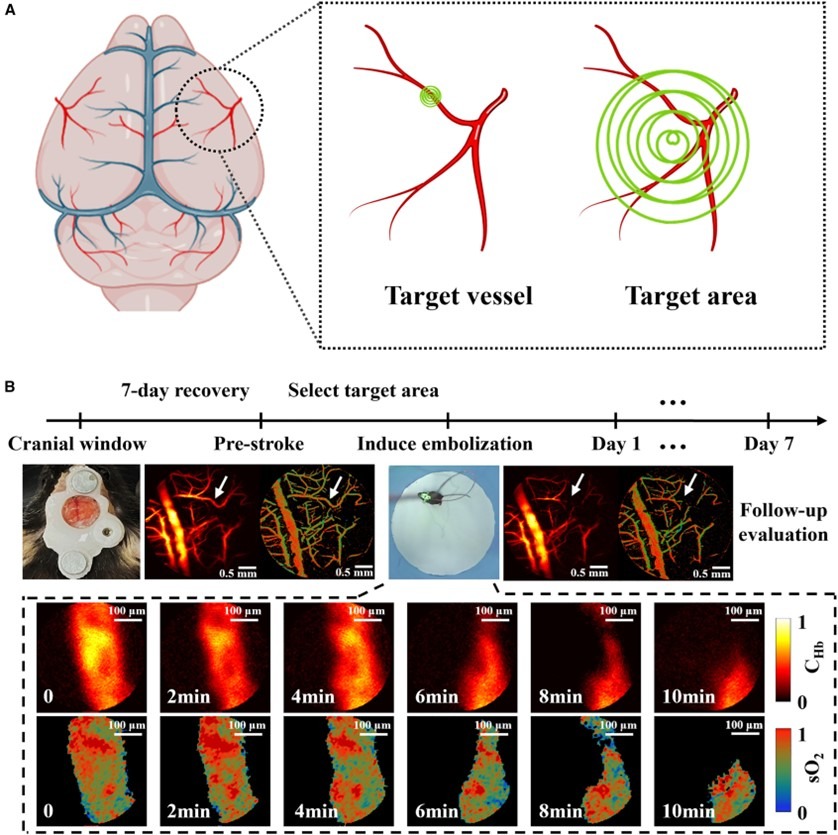 光致血栓模型構建及PHM成像流程