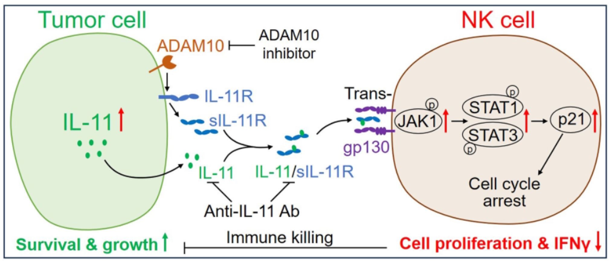 TNBC細胞分泌的IL-11與受體結合後啟動信號通路從而抑制NK細胞功能，促使腫瘤免疫逃逸