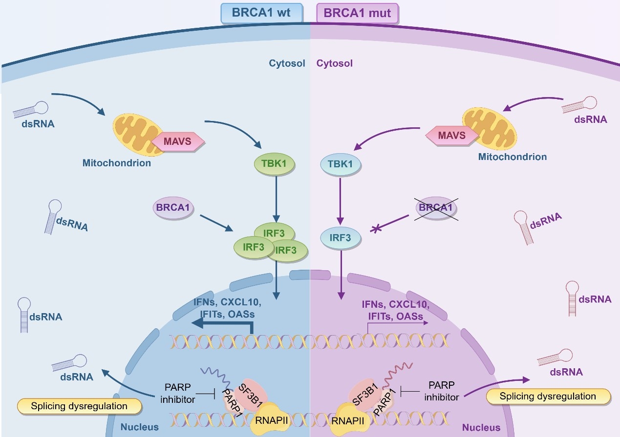 BRCA1缺陷通過抑制IRF3介導的免疫信號通路導致PARP抑制劑耐藥
