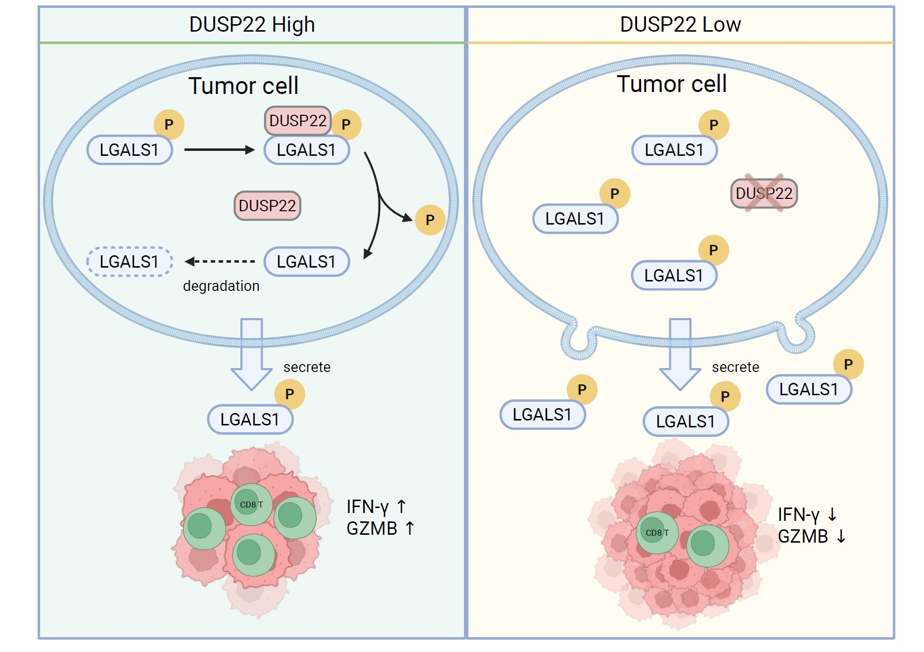 DUSP22-LGALS1軸在腫瘤免疫調節中的示意圖