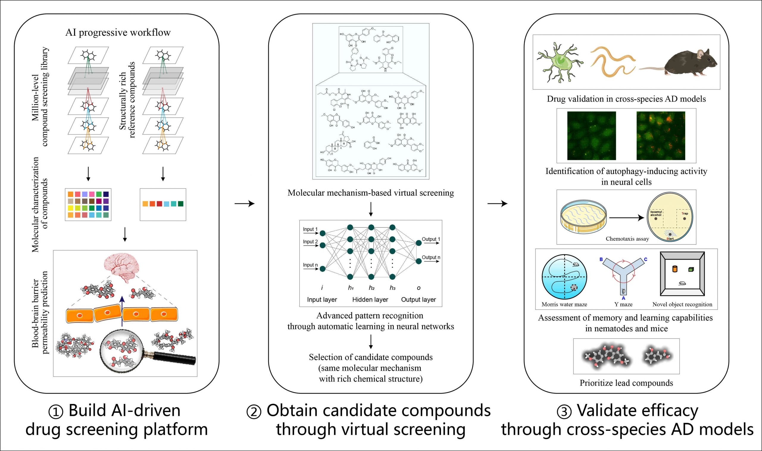 By combining AI with experimental validation, the research team has identified small-molecule TCM compounds that are effective against Alzheimer’s disease